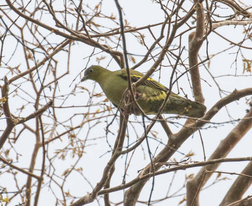 Ashy-headed Green Pigeon (Treron phayrei), photo 4