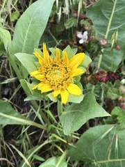 Wyethia glabra