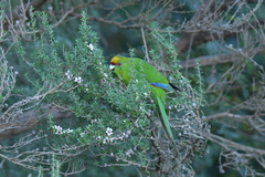 Cyanoramphus auriceps