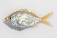 Eucinostomus gula