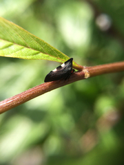 Enchenopa quadricolor