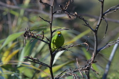 Cyanoramphus auriceps
