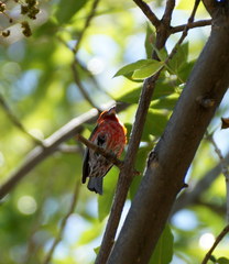 Haemorhous mexicanus