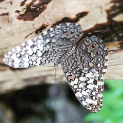 Hamadryas februa ferox