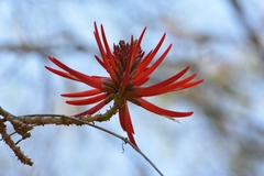 Erythrina chiapasana