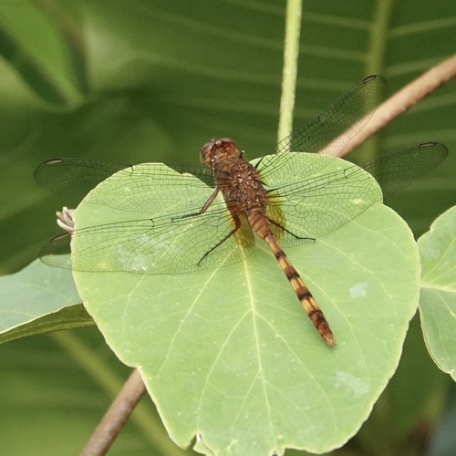 Red Pondhawk