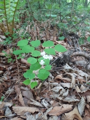 Thalictrum filamentosum