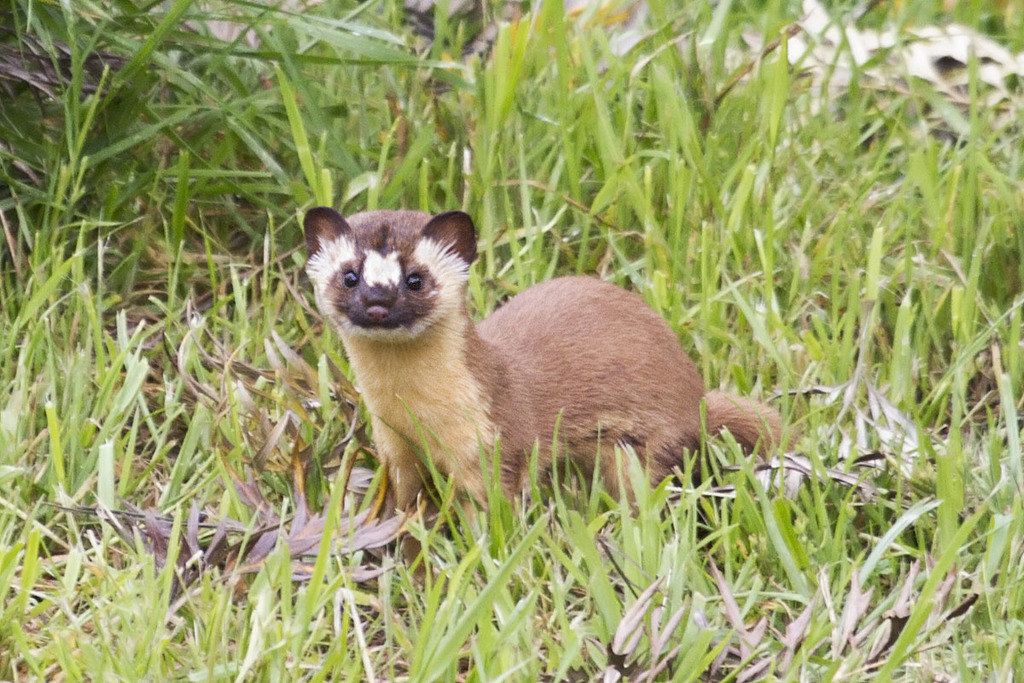 Long-tailed Weasel from Zinapecuaro on May 18, 2019 at 03:23 PM by ...