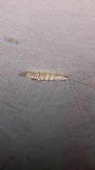 Nectopsyche exquisita