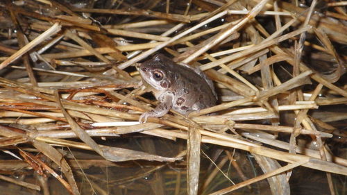 Illinois Chorus Frog photographed in Arkansas