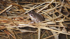 Pseudacris illinoensis