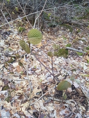 Viburnum lantanoides image