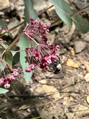 Northern California Carpenter