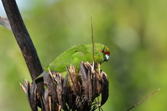 Cyanoramphus auriceps
