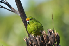 Cyanoramphus auriceps