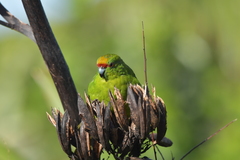 Cyanoramphus auriceps