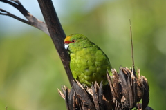 Cyanoramphus auriceps