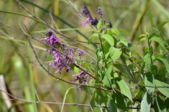 Salvia purpurea