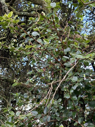 Myrcianthes leucoxyla, photograph 6