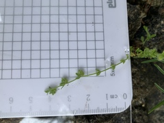 Galium virgatum