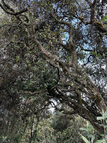 Myrcianthes leucoxyla, photograph 5