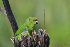 Cyanoramphus auriceps