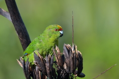 Cyanoramphus auriceps