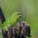 Yellow-crowned Parakeet - Photo (c) Christopher Stephens, some rights reserved (CC BY-SA)