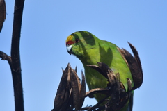 Cyanoramphus auriceps