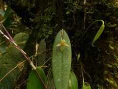Pleurothallis variabilis