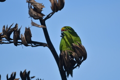 Cyanoramphus auriceps