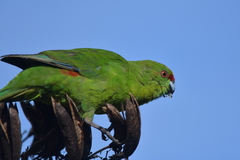 Cyanoramphus auriceps