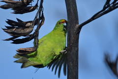 Cyanoramphus auriceps