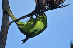 Cyanoramphus auriceps
