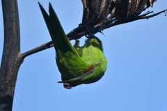 Cyanoramphus auriceps