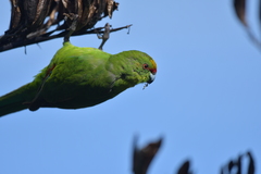 Cyanoramphus auriceps