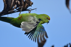 Cyanoramphus auriceps