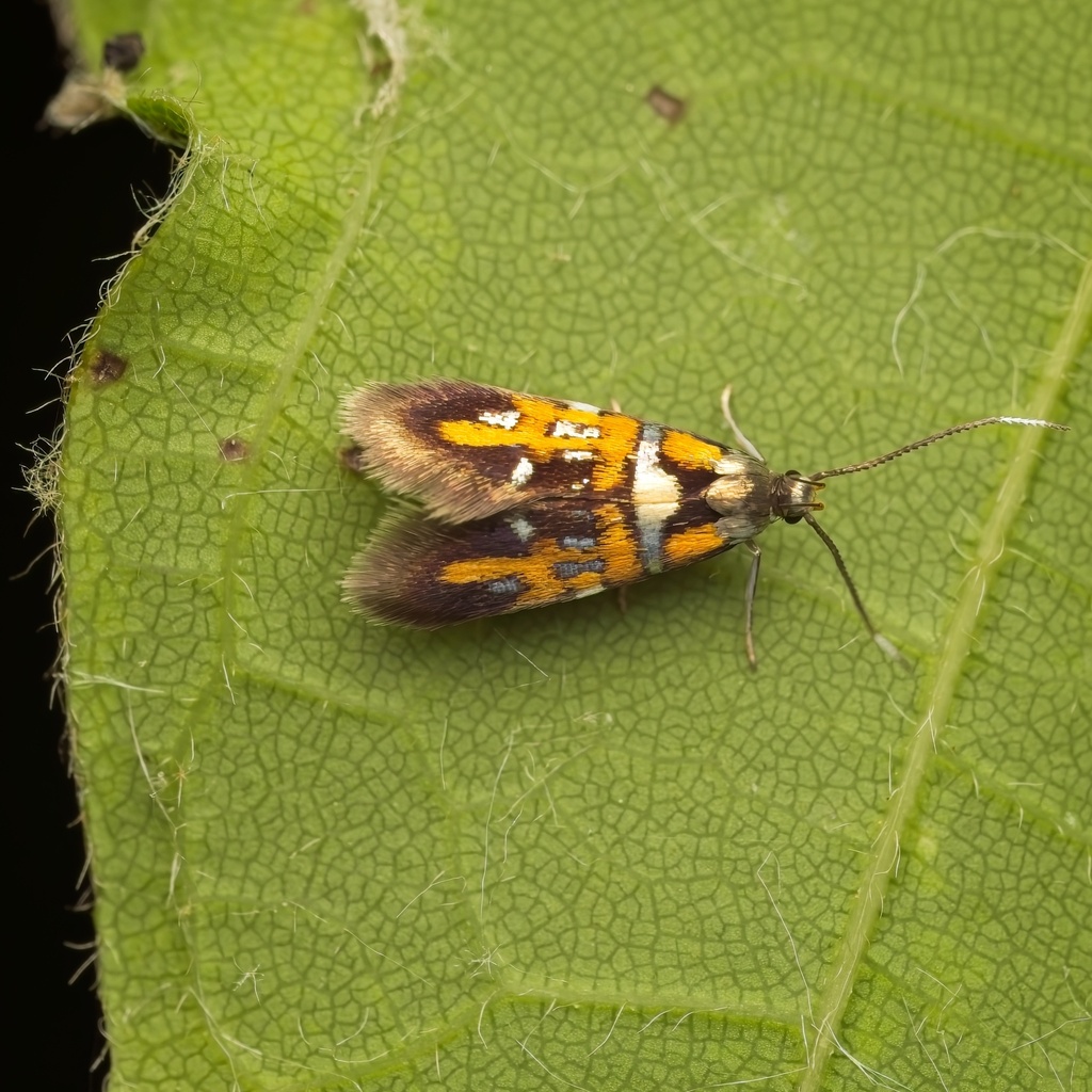 Edith's Fabiola Moth