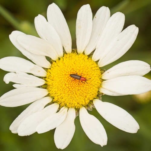 Clover Stem Borer photo 3