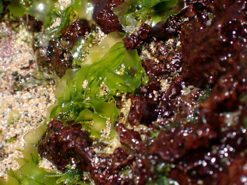 Enteromorpha observed 2023-08-04