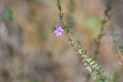 Lythrum gracile