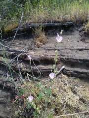 Sidalcea robusta