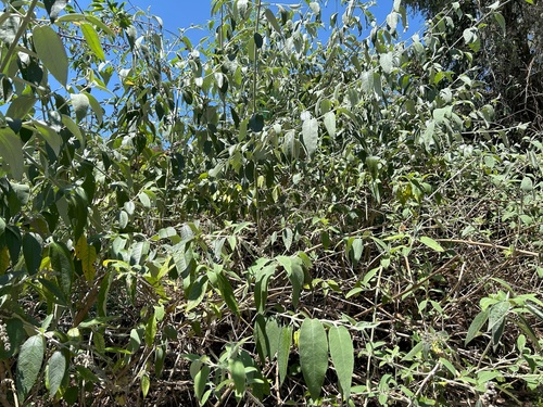 Buddleja madagascariensis observed 2024-06-08