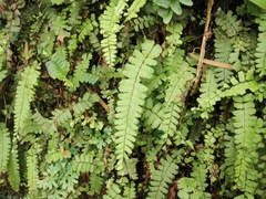 Adiantum malesianum