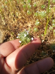 Navarretia intertexta