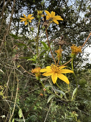Bidens rubifolia, photograph 3