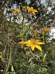 Bidens rubifolia, photograph (c) Nicolás Baresch Uribe, some rights reserved (CC BY)