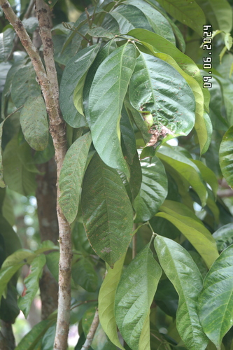 Lansium domesticum observed 2024-06-09