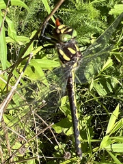 Arrowhead Spiketail
