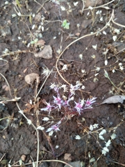 Polygonum bidwelliae